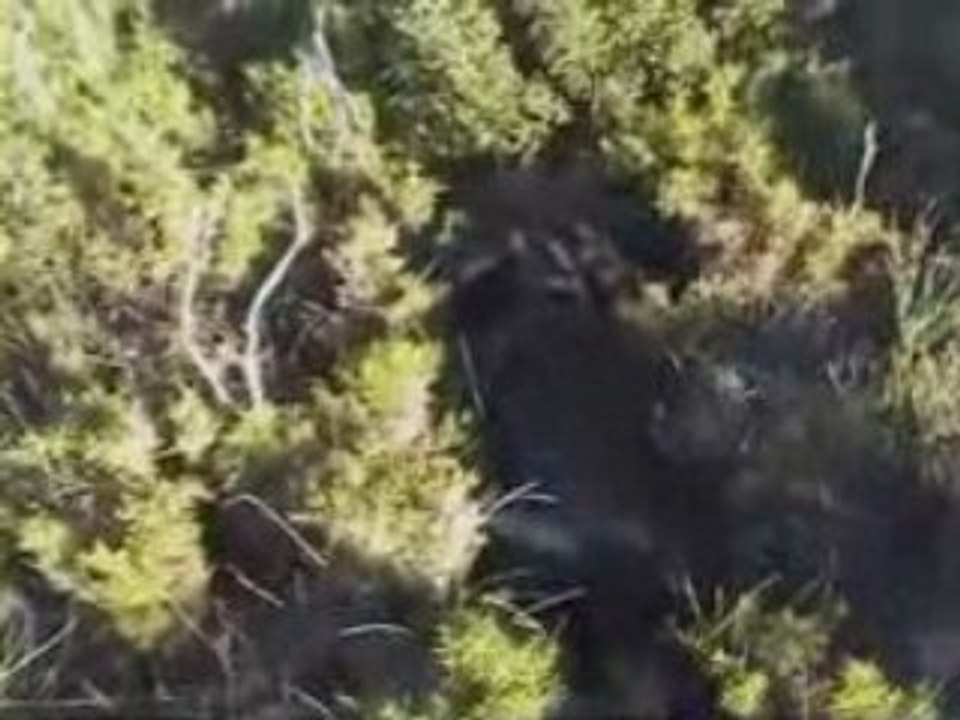 Chasse au Faisan