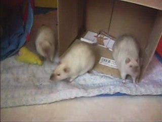 Ma premiére portée