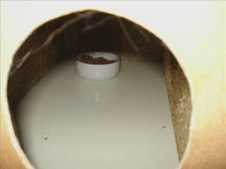 La salle à manger de Cosmos