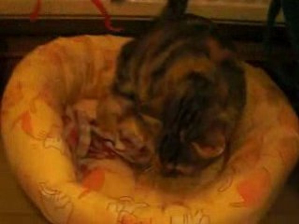 Ma minette