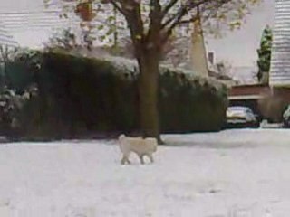 Sharpei-Diouk dans la neige 2/2