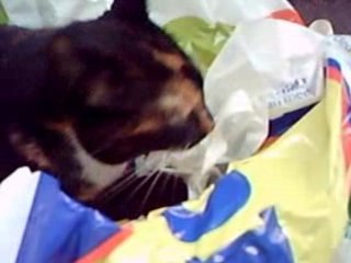 Starlight the plastic bag cat