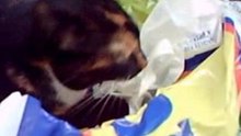 Starlight the plastic bag cat