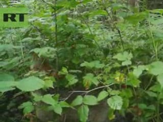 Wolves eating strawberries!