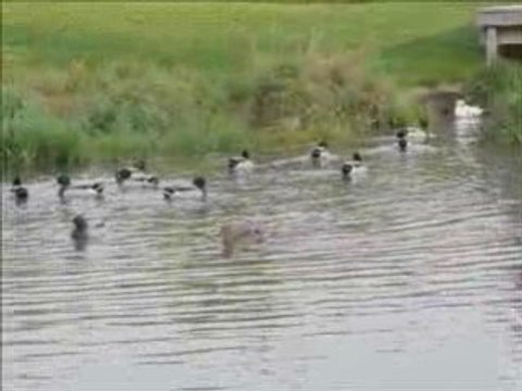 La dance des canards