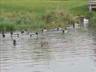 La dance des canards