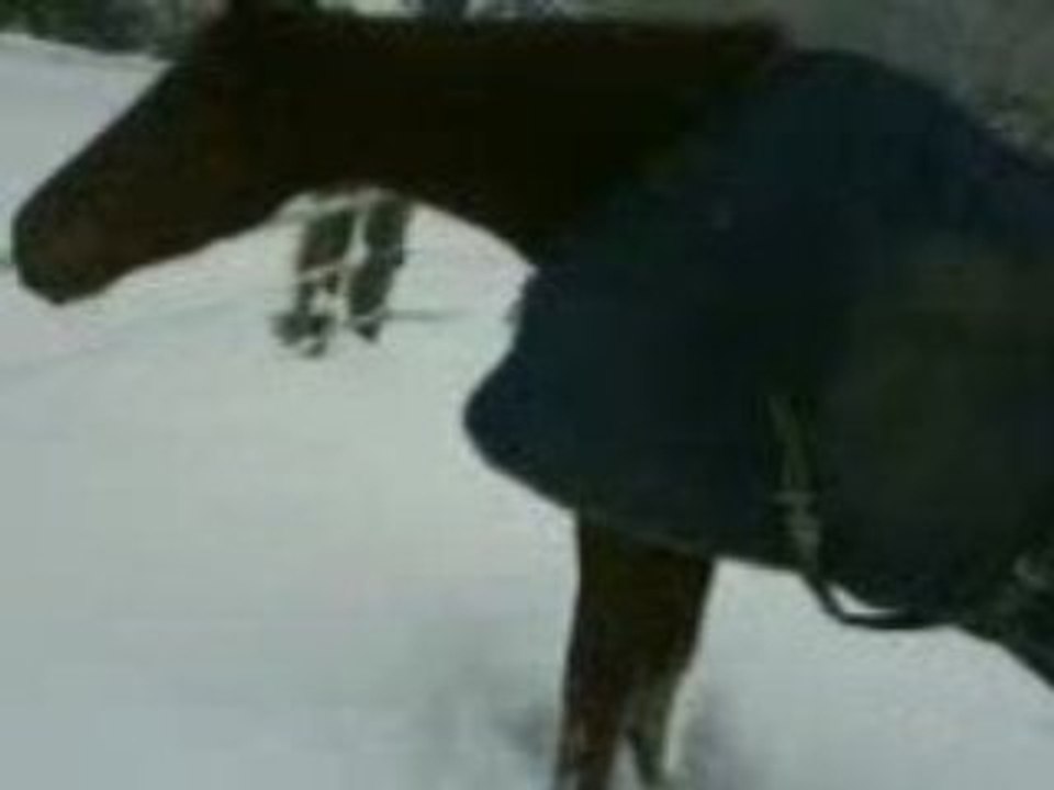 horses 7