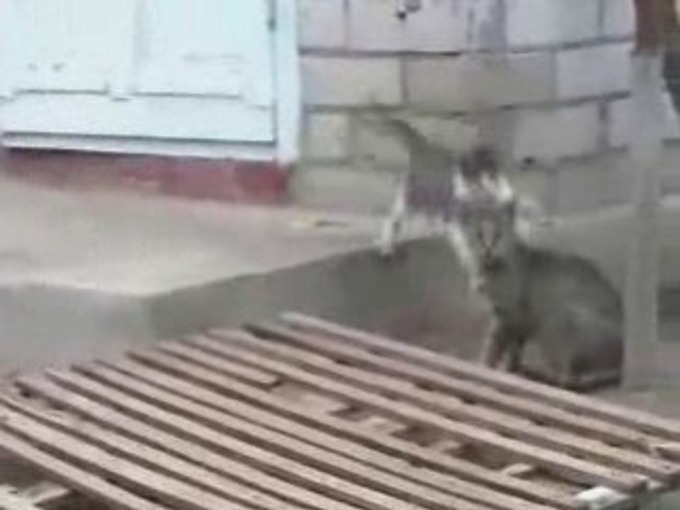 смех