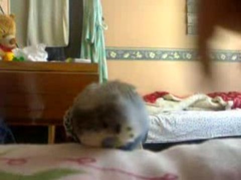 Muhabbet Kuşu Nasıl Sevilir?