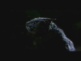 Dat & Felicis - Water Gun and Microwave / Punk Cats