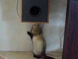 Diego essaie de rentrer dans l'enceinte gauche !!!!