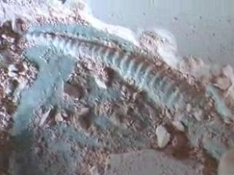 Souvenirs en vrac (2e version)