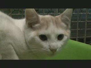 Journées d'adoption à la SPA de Cholet