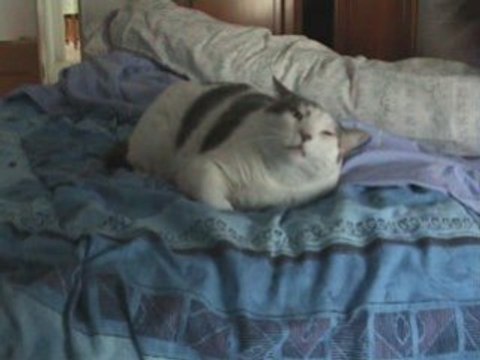 Le chat qui dit a tes souhaits !*********************