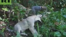 Wolves eating grass!