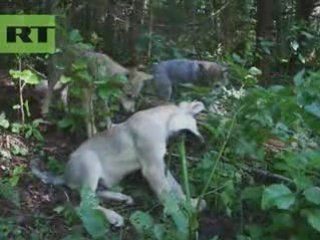 Wolves eating grass!