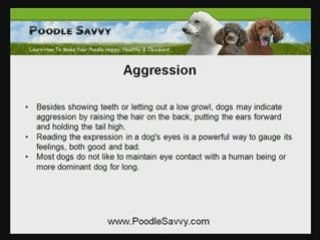 Poodle Training: Understand Your Dog's Natural Instinct