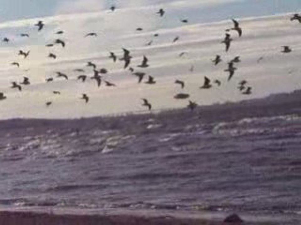 Vidéo mouettes
