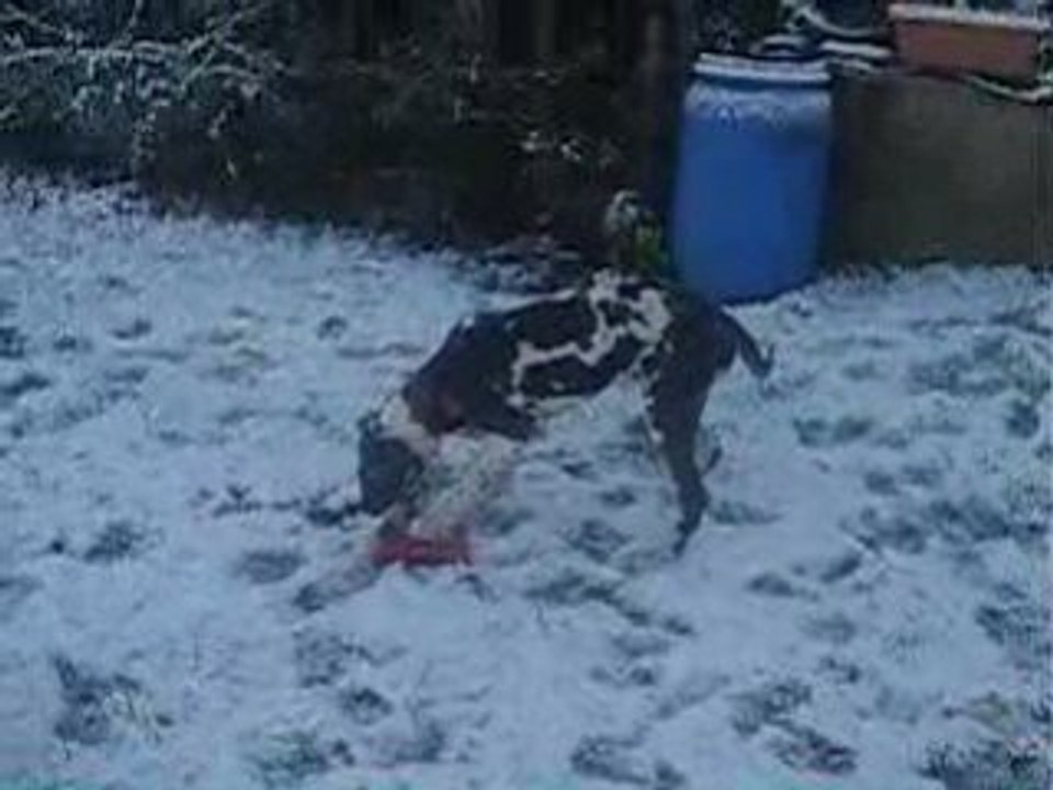 dogues dans la neige
