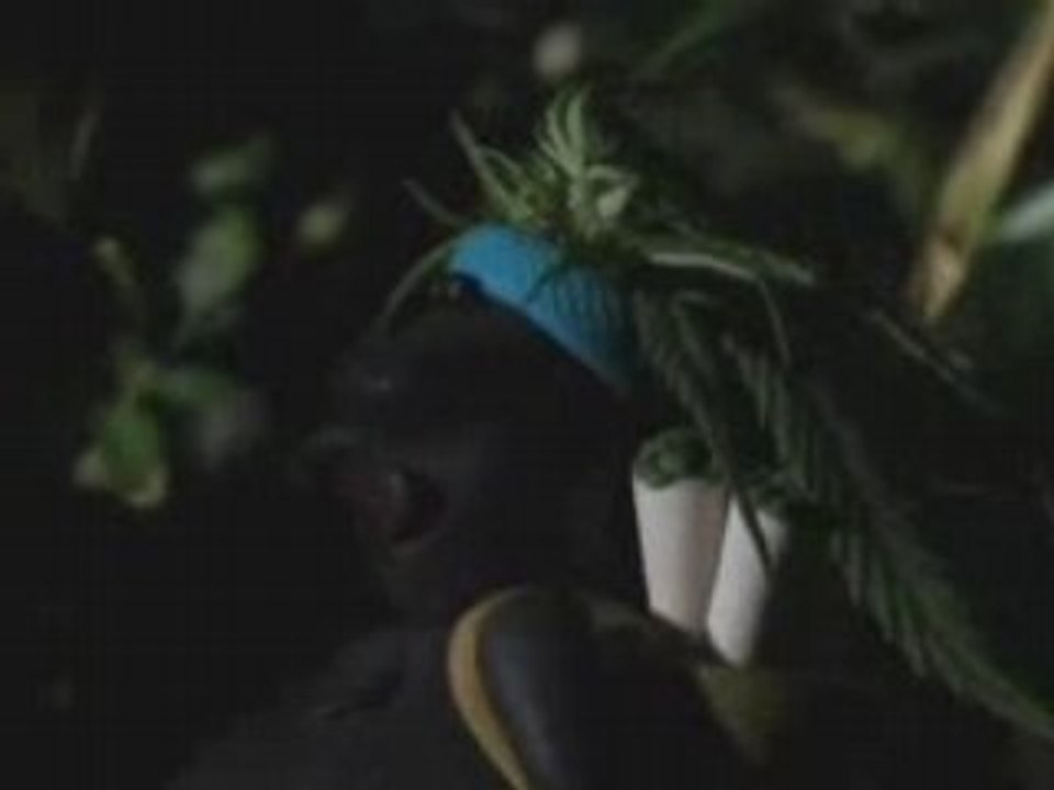 Michael Rose - Mr Collie Pixar/ REGGAE VIDEO