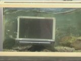 Testpatrullen testar ett akvarium som skärmsläckare