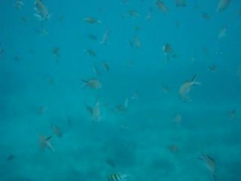 Nuage poisson caraibes