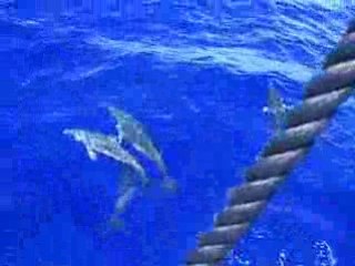 Danse de dauphins dans l'étrave