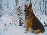 Bois de Lewarde sous la neige,Balade chiens (11).