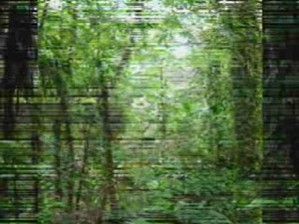 Petits bruits en Martinique.