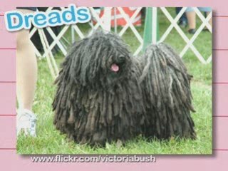 Ultra Kawaii - Crazy Hair Pets!