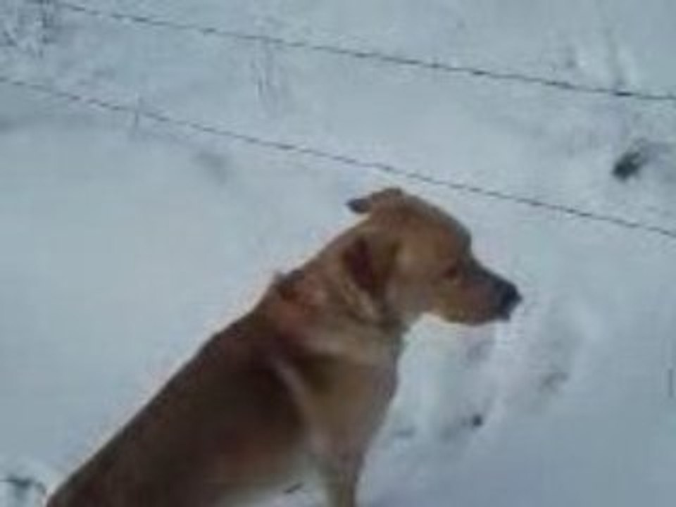 caramel dans le neige