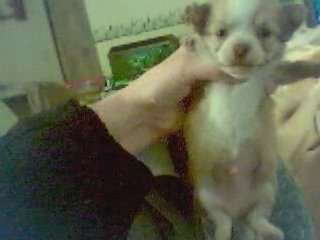 Bébé chihuahua poils long