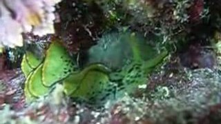 Sea Slug/Limace de mer Kalypso Bay, Southern Crete