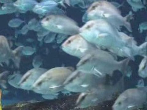 SHARKS Invade Georgia Aquarium