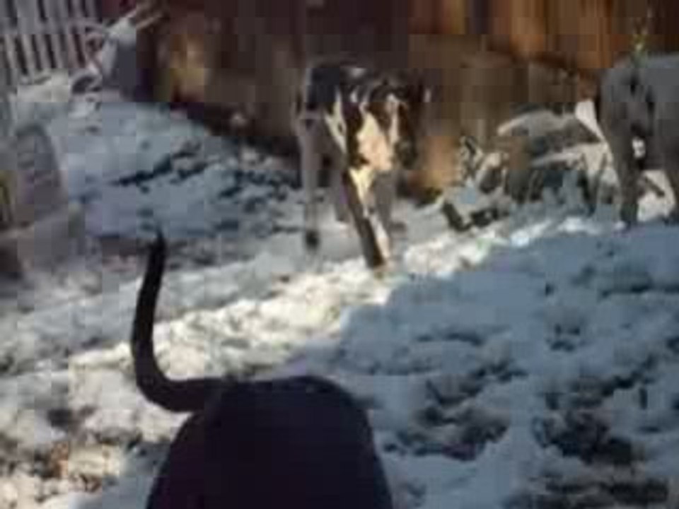 Capturées 2008-11-25 00002