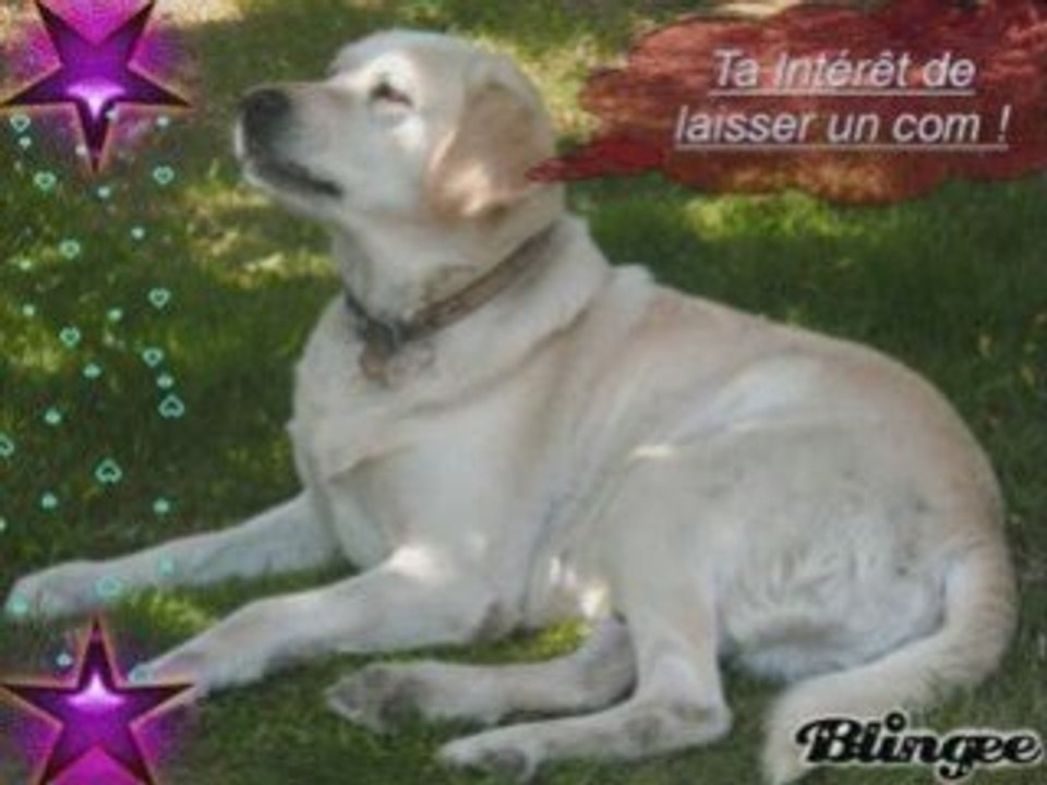 Mon dog