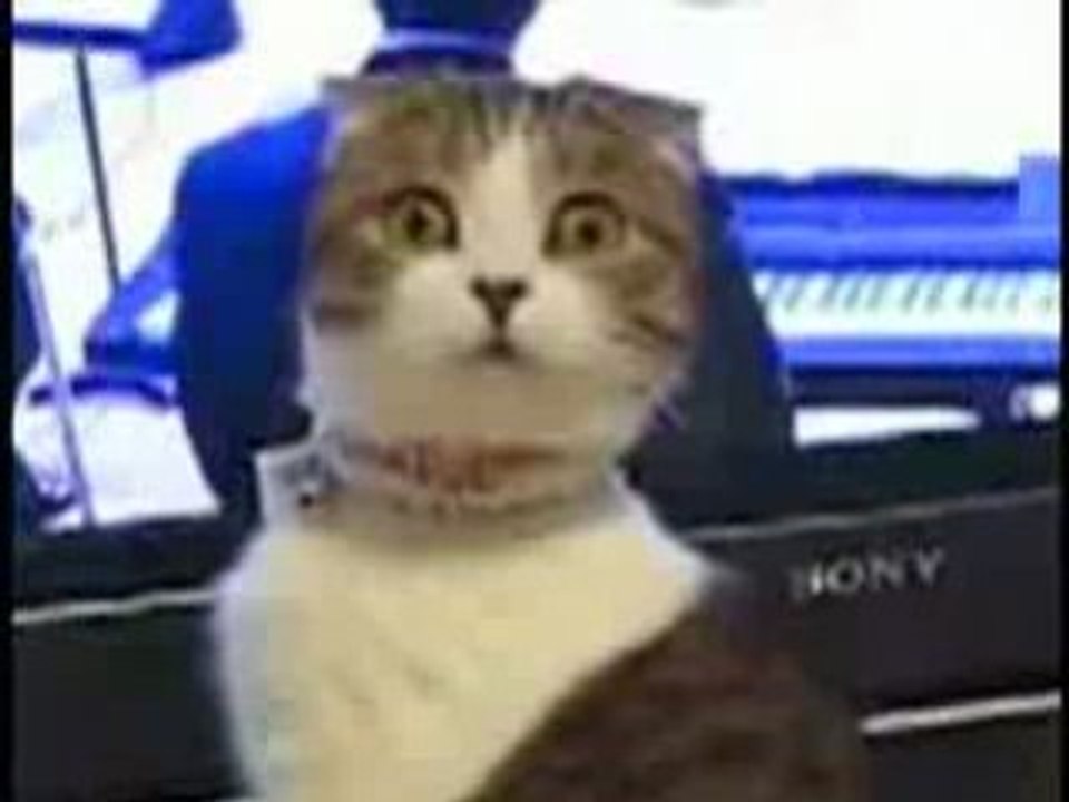 Chat au regard meurtrier