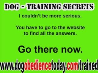 How To Train A Puppy To Walk On A Leash