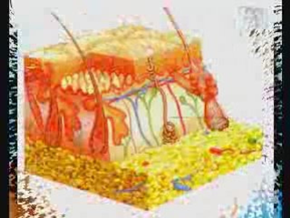 The Best Skin Produkt Of the Year 2008 - AWARD 2008