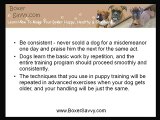 Boxer Dog Training Tips: Handle your Dog Better