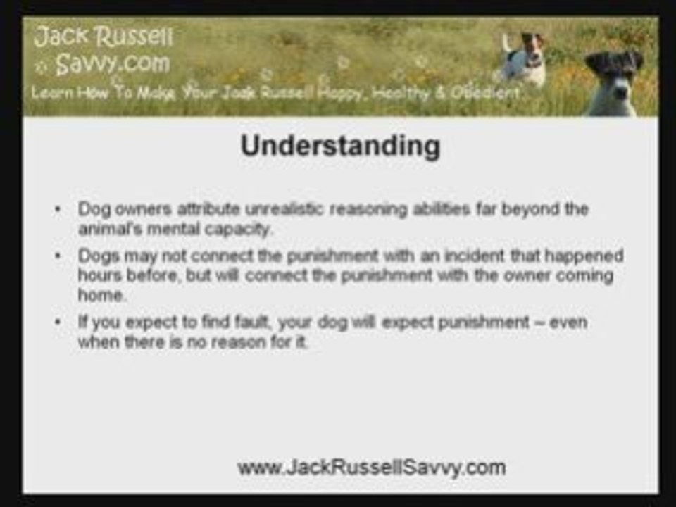 Jack Russell Terrier Training: Why Should You Not Punish You