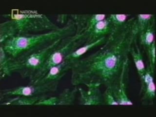 Celulas madre para el corazon