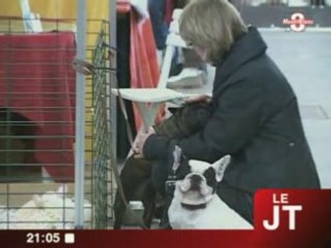 Animalia : Chiots, chat, rongeurs à adopter...