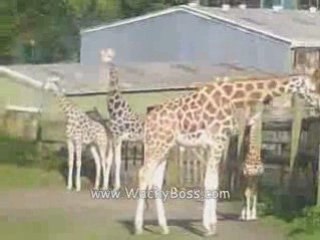 Giraffes going Walkies