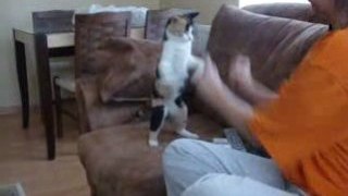 Boxing Cat - Boks yapan kedi