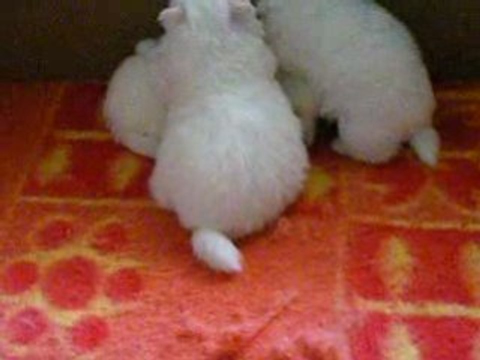 Bébés de Gloria, jeux