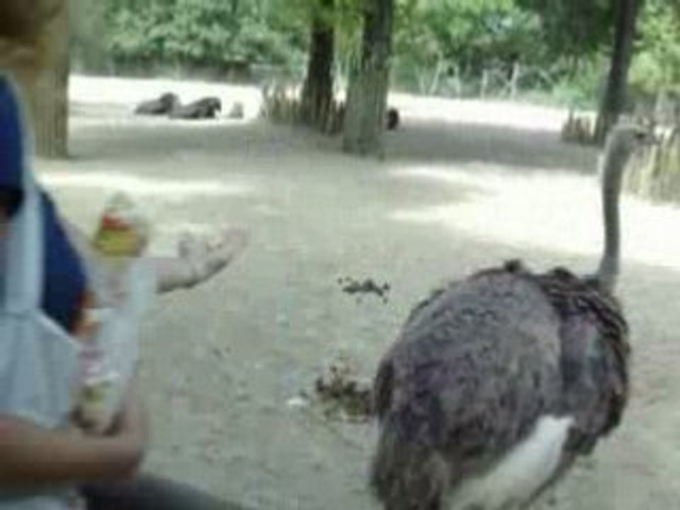 zoo