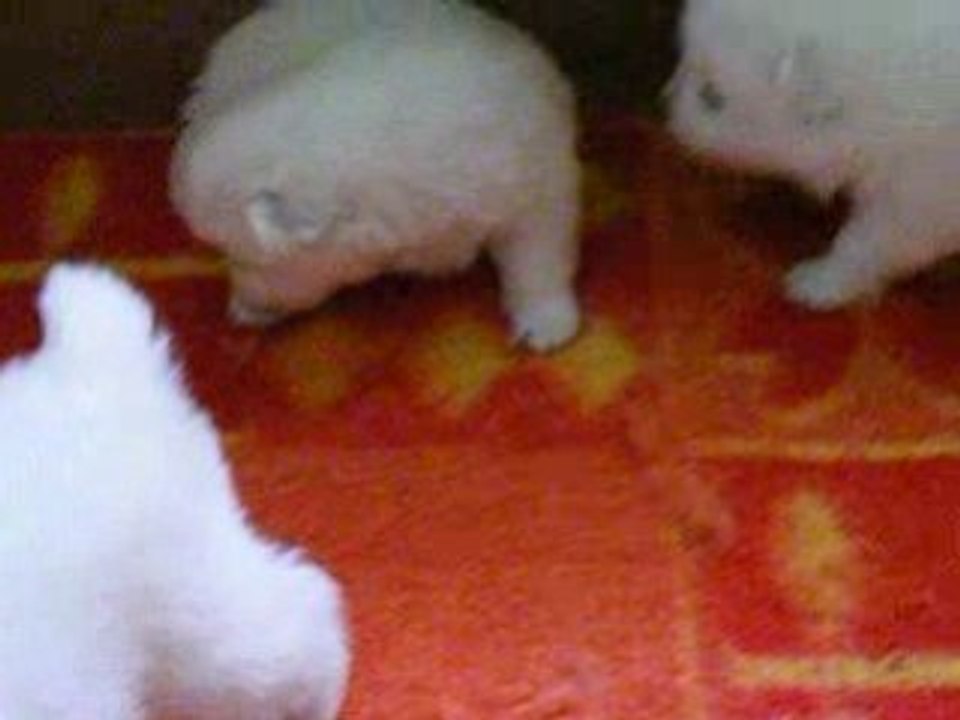 Bébés de Gloria séance de jeux