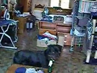 Arkos qui fait le pître 2