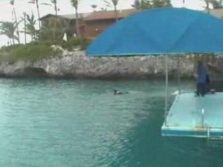 Dolphins Rescue Man From Shark Attack